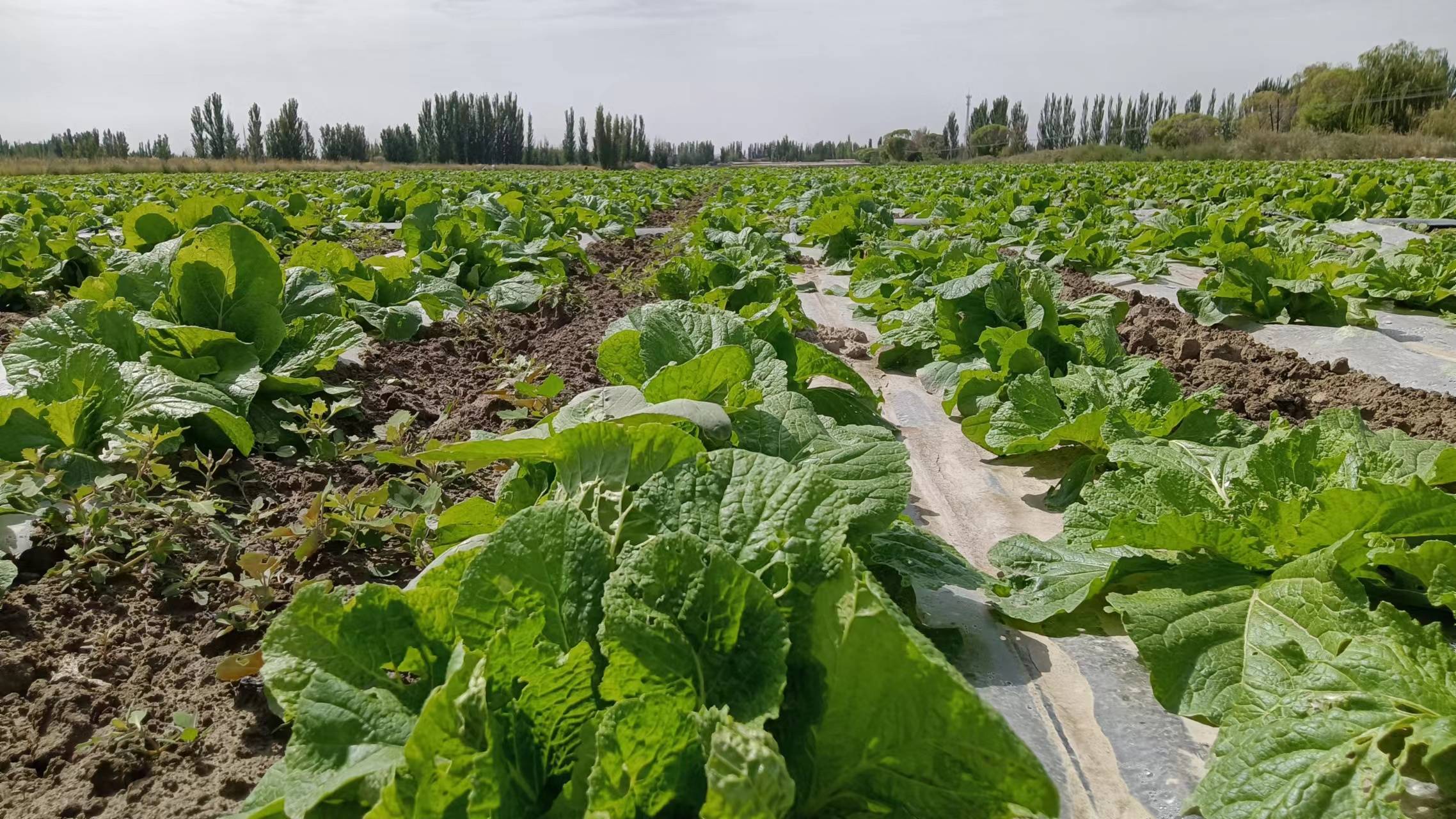 新疆焉耆:复播大白菜长势喜人丰产可期_农业_小麦_技术