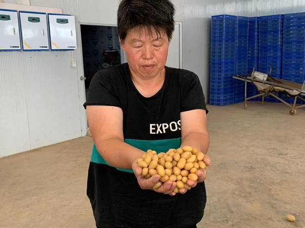 重庆巫溪：土豆变“金豆” 致富有奔头