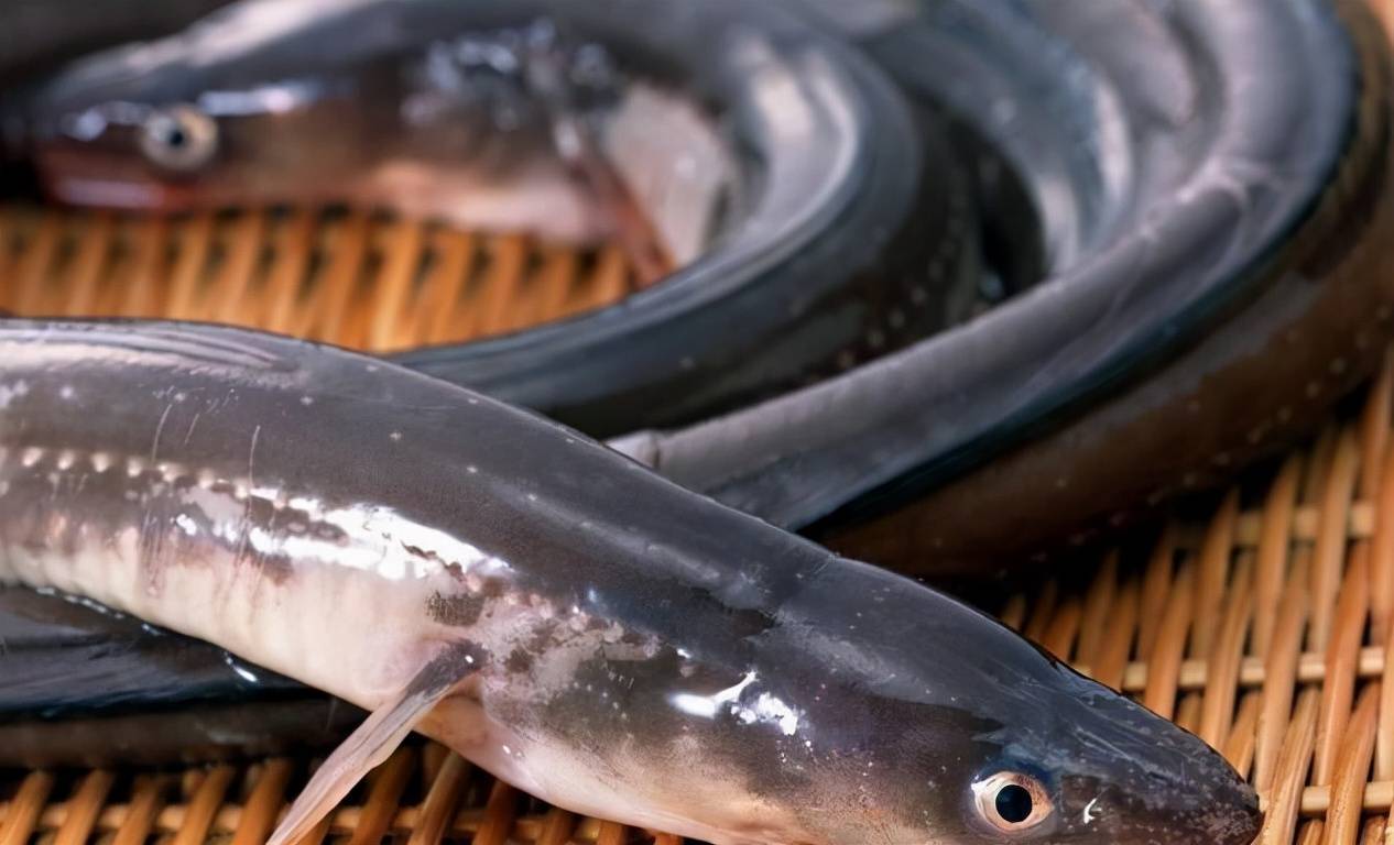 最常见的50种食用鱼,别再说你不认识,好好看看,你认识几种_肉质_大