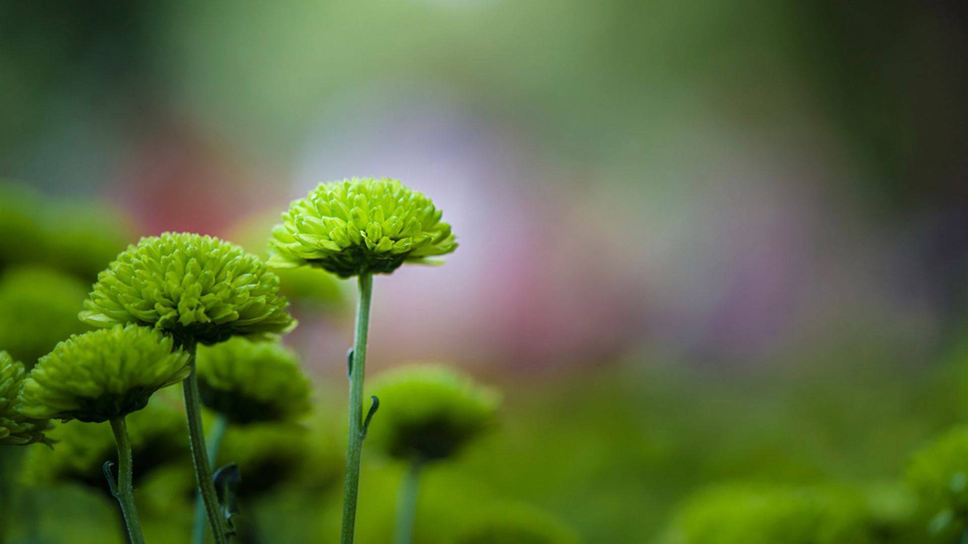 一半,一半_曹操_人生_司马懿