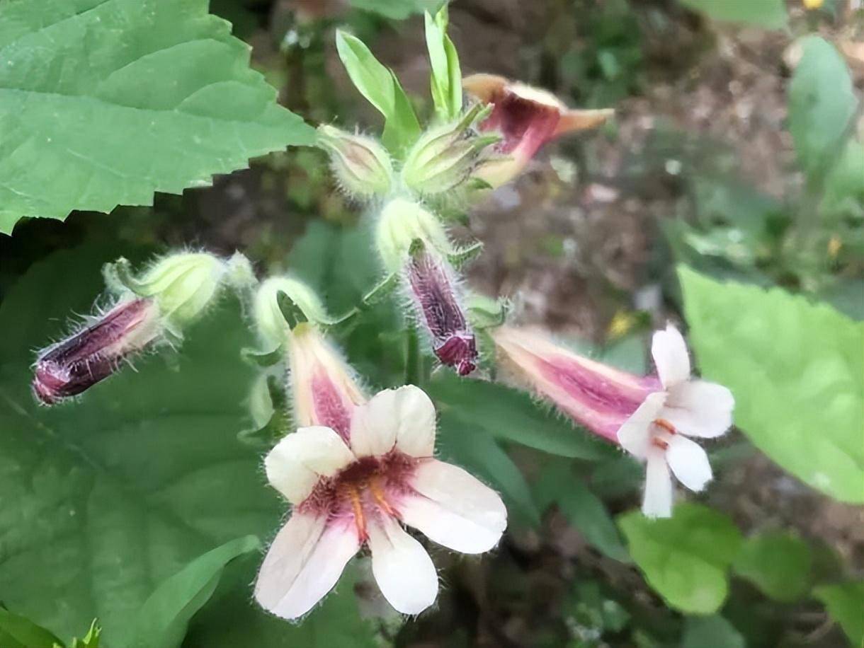 六味地黄植物图片图片