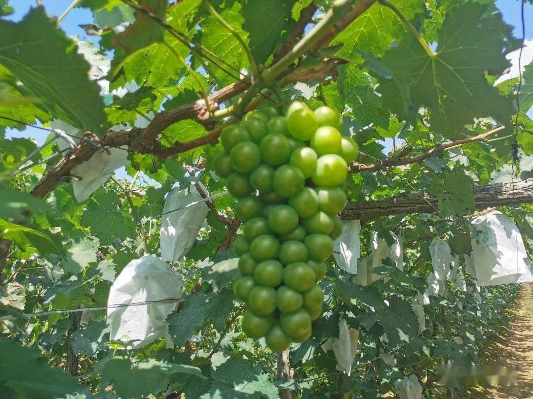 三台子镇以种植制作果肉果粒的康贝尔葡萄为主,仅康贝尔葡萄一个品种