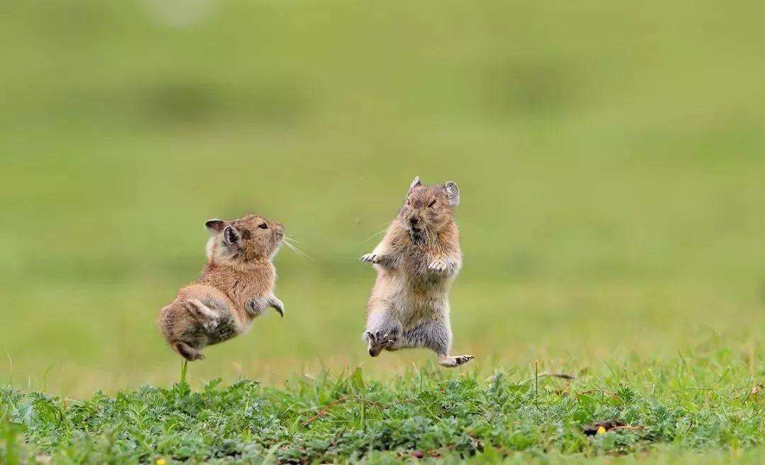 高原鼠兔在我国泛滥成灾,数量已高达12亿只,为什么却说是好事?