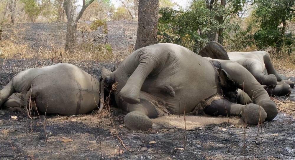 在野外碰见大象尸体,为什么千万不要碰?碰了后果会很严重吗?