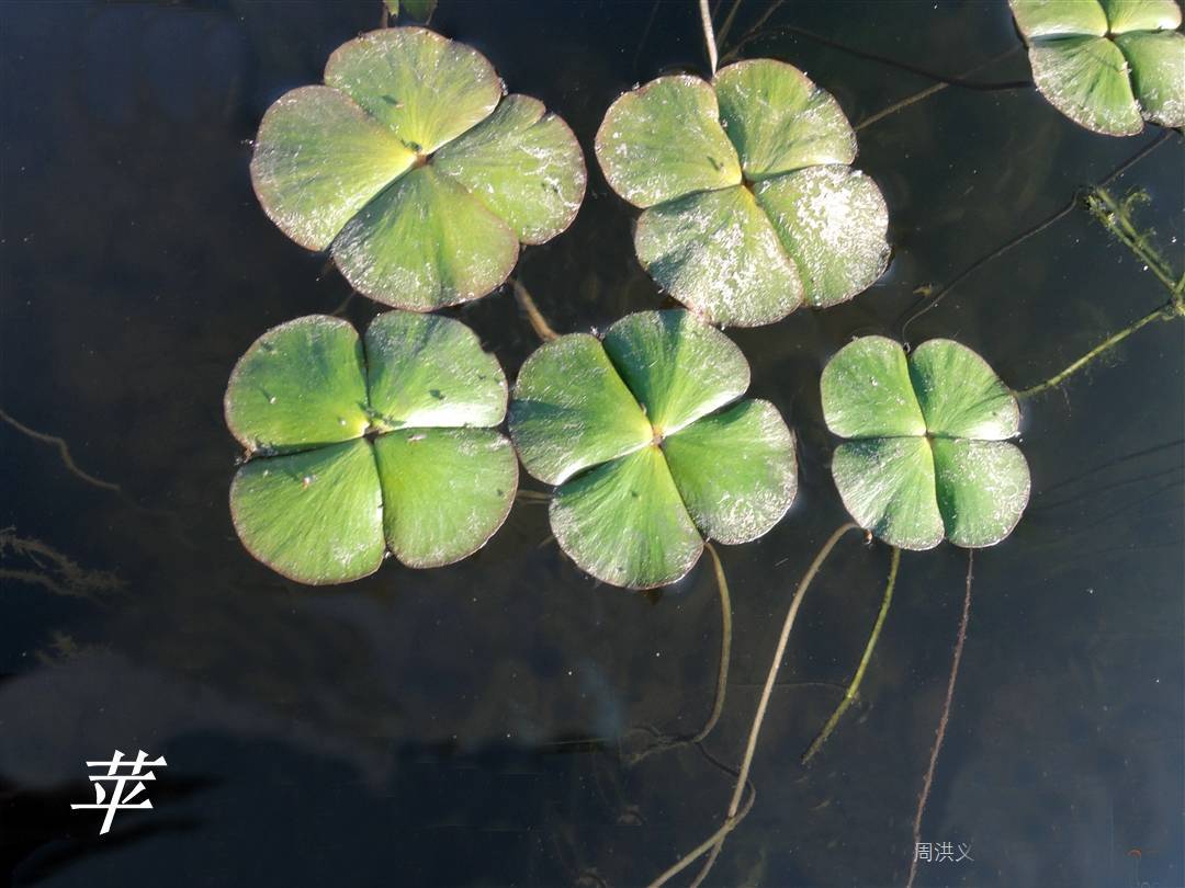 《诗经》里的植物辨识(五十七)"予以采苹"采的不是苹_浮萍_水鳖_白花