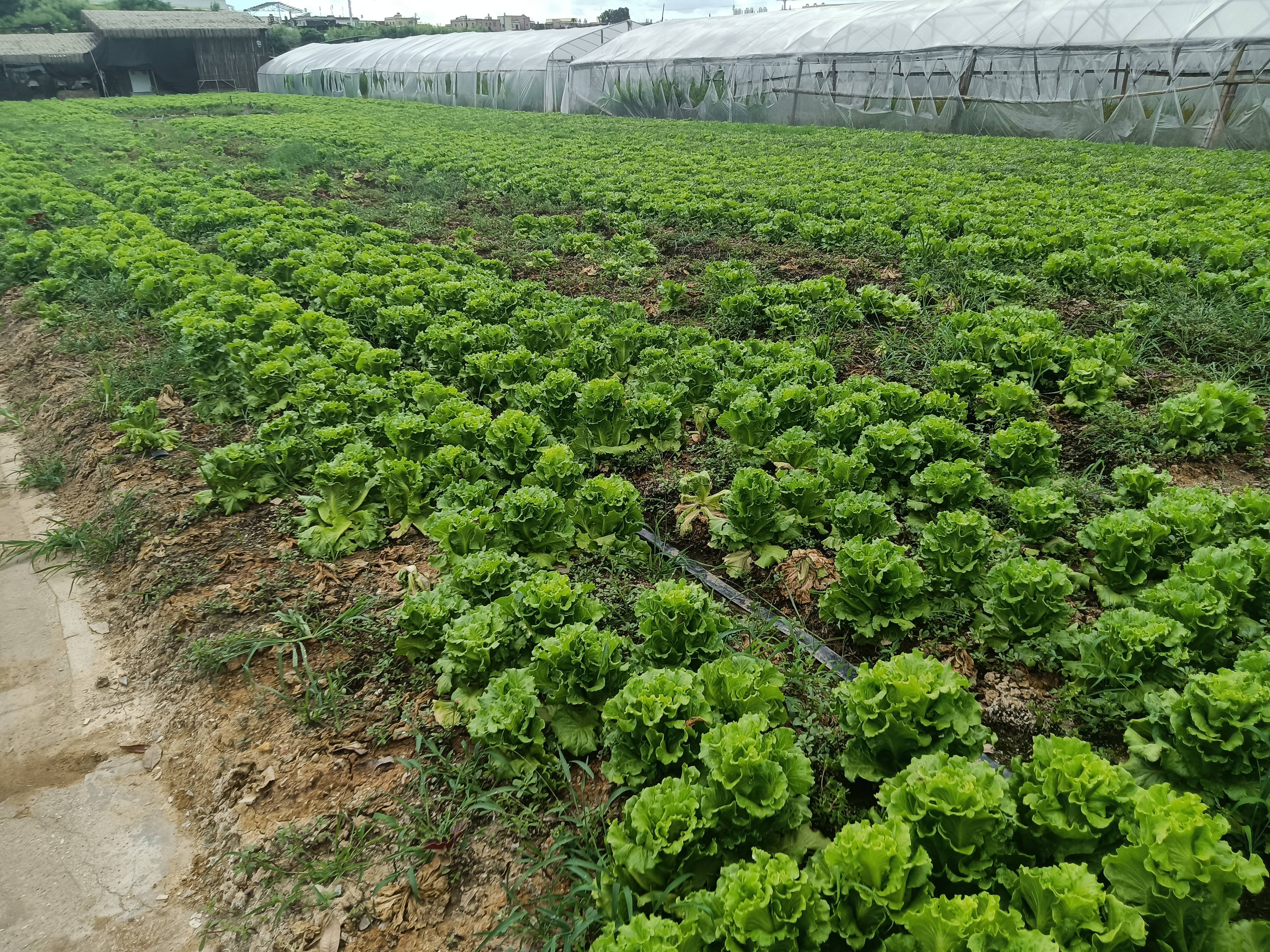 生菜的种植方法,田间浇水施肥管理,生菜的食用方法