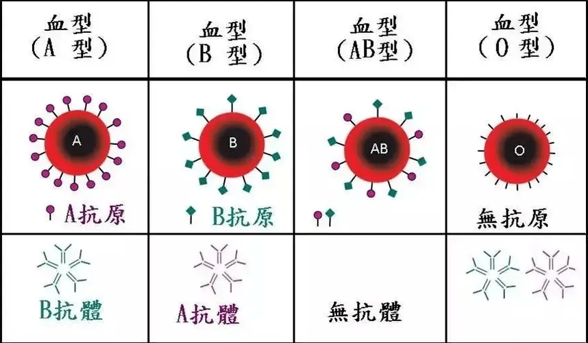 a型,b型,ab型,o型,哪种血型的人免疫力更好呢?医生给出答案