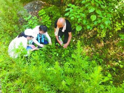 药学教授深山寻宝识草辨药_田方_中草药_调查