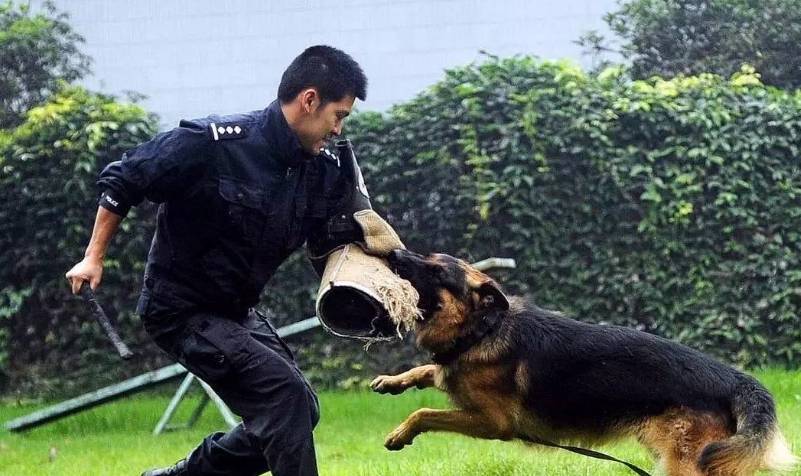 警犬品种牧羊犬图片