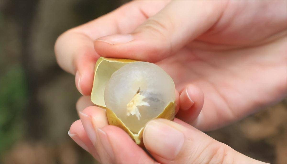 世界首个龙眼与荔枝杂交新品种在广州诞生