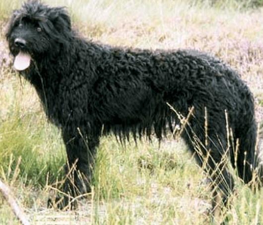 黑色卷毛狗是什么品种图片