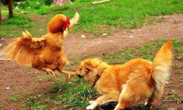 打鸡骂狗 来自搜狐网