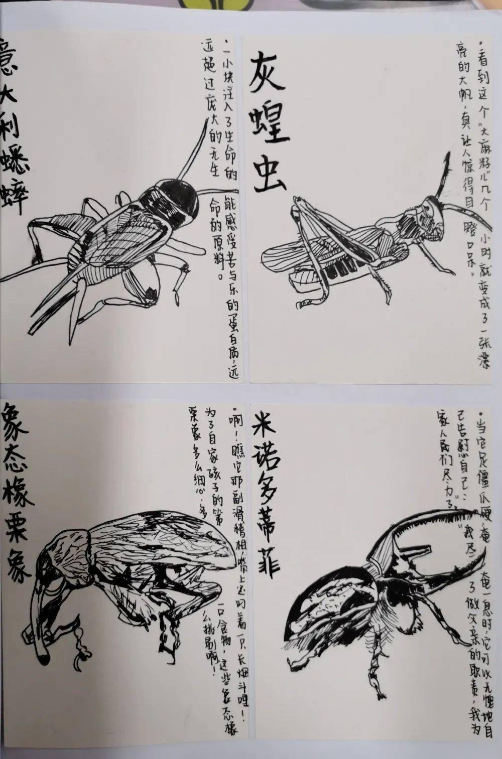 【山海凿文】郑喜微创新作业设计(3):《昆虫记》专题情境化阅读