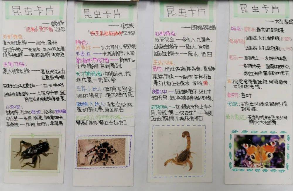 【山海凿文】郑喜微创新作业设计(3《昆虫记》专题情境化阅读
