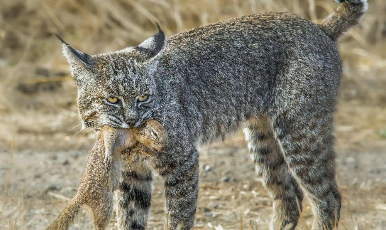 冬天被狼揍,夏天去揍狼,猞猁和狼为何不共戴天?_时候_狼群_恩怨