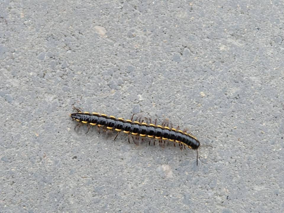 雄性形态的千足虫的生殖肢长在第七节,用来跟雌性交配