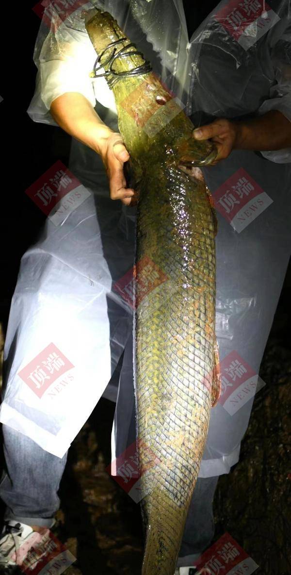 河南汝州2条鳄雀鳝被捕获！官方表示抽掉的湖水会放回，多个电商平台紧急下架鳄雀鳝