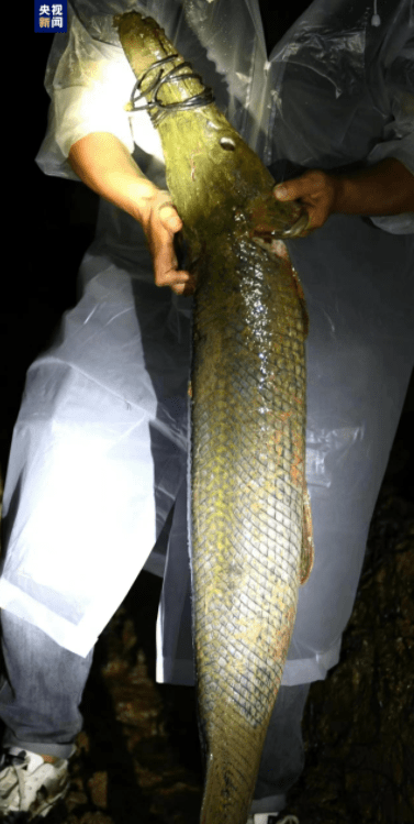 热搜！河南汝州发现的“怪鱼”抓住了：系2条鳄雀鳝，已对其进行无害化处理！