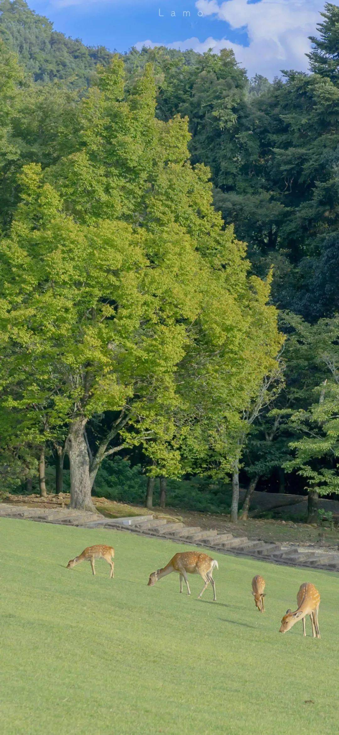 清新养眼的绿色背景图来啦_背景图_绿色