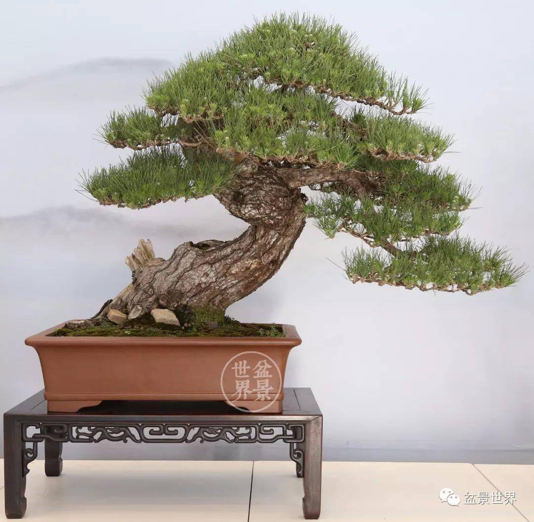 (树高125cm)▲浙江陈富清藏品《云起龙骧》(树高95cm)松树是盆景爱好