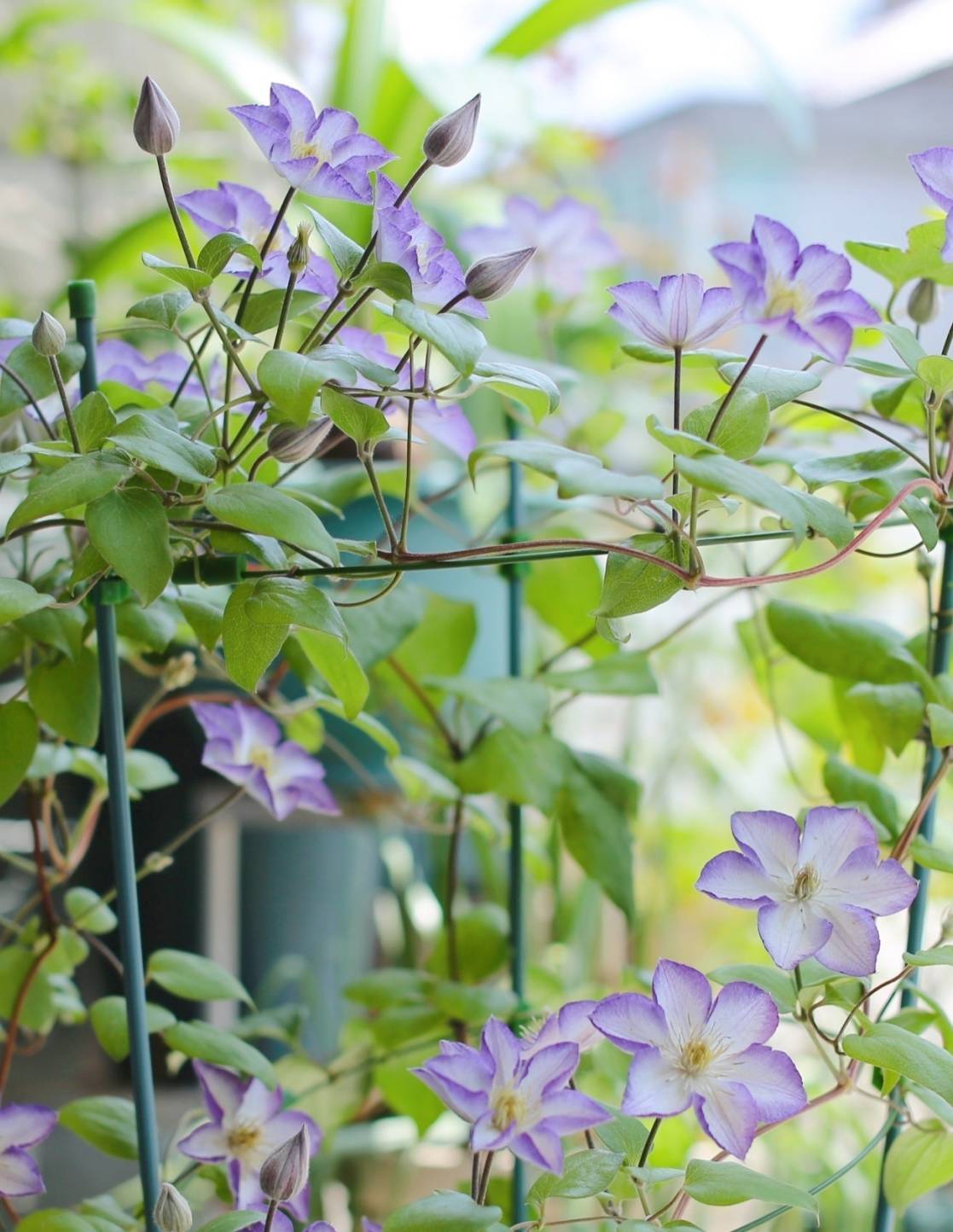 铁线莲"幸运符"—颜值超高,丰花勤花,栽培容易,阳台也能养_开花_修剪