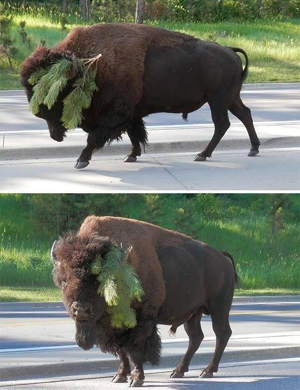 动物界的搞笑画面,不仅是糗态百出,简直令人哭笑不得_野牛_头饰_鸟儿