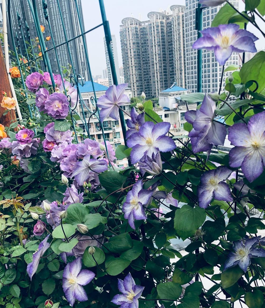 铁线莲"幸运符"—颜值超高,丰花勤花,栽培容易,阳台也能养_开花_修剪