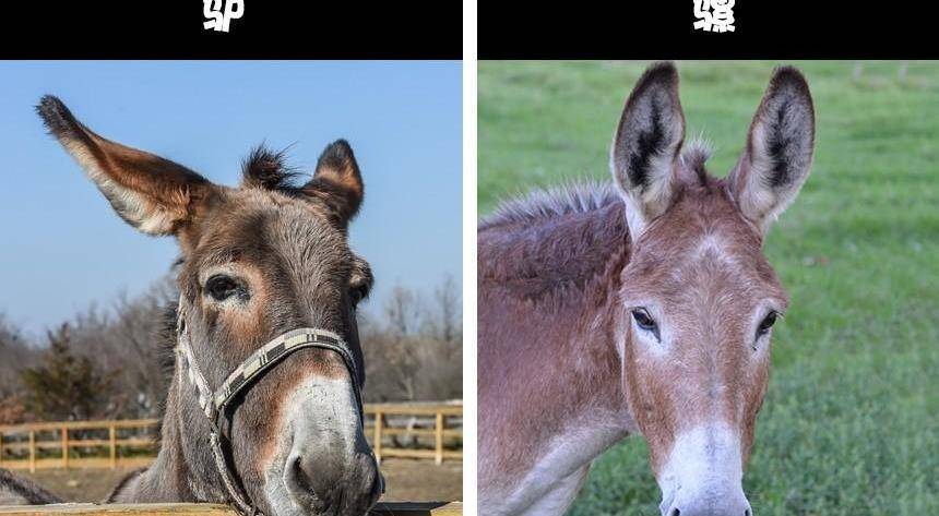 自然冷知识:通常很容易被人们认错的8对动物_野兔_鳄鱼_黑色