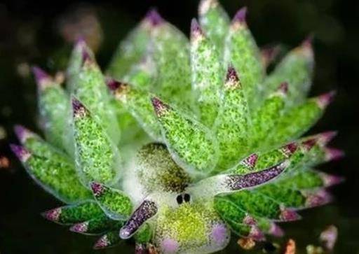 神奇的"叶羊":长相酷似多肉植物的海底小动物_小家伙_叶绿素_软体动物