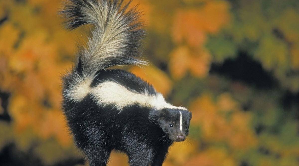 臭鼬的尾部下方长有麝腺,它可以向掠食者喷射难闻的液体.