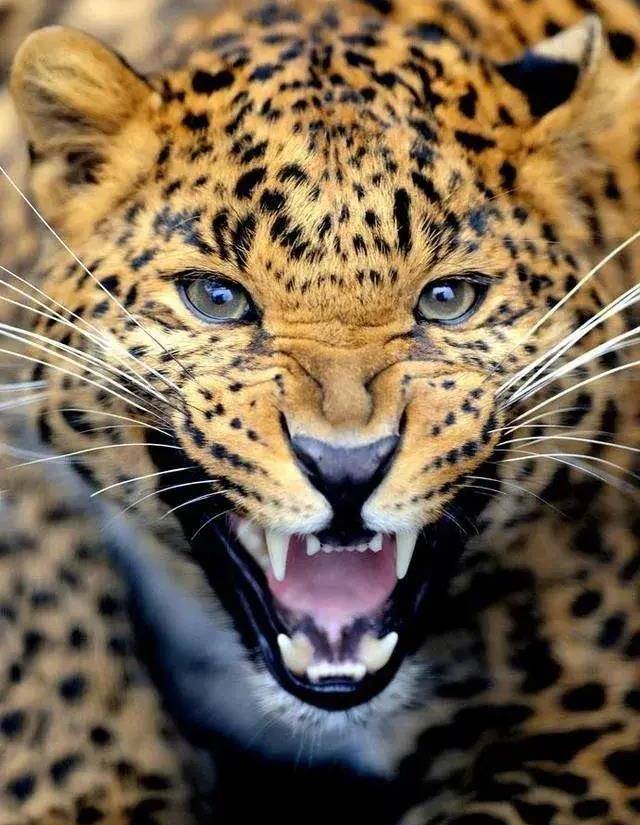 生性凶猛，行动敏捷，可以捕食中小型哺乳动物.偶尔捕食大型哺乳动物。