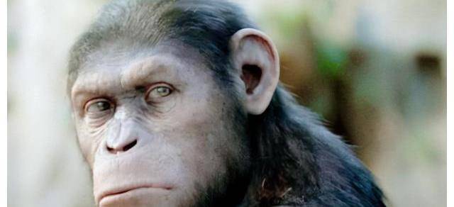 为什么进化成人的那部分猿消失了,而其他的类人猿比如黑猩猩们依然