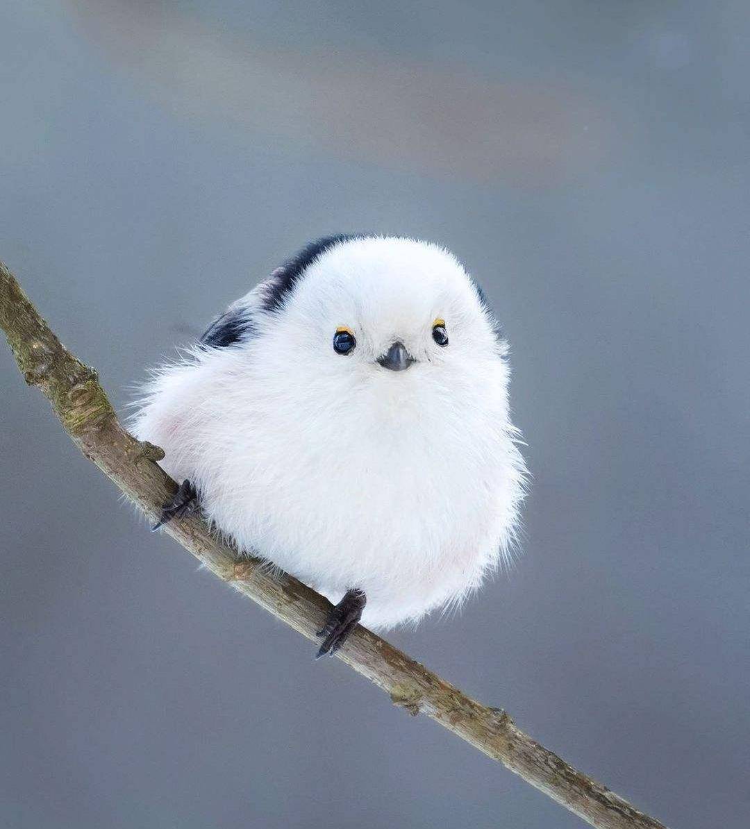 自然界又呆又萌的萌新小团宠,动物精灵_海豹_长尾_山雀