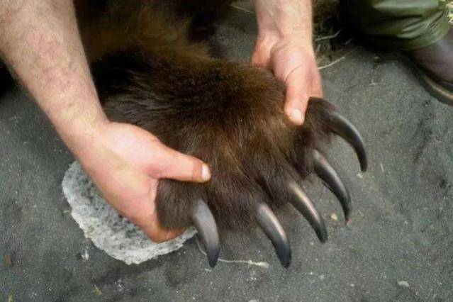 棕熊真的是老虎的天敌吗?_东北_猎物_体型