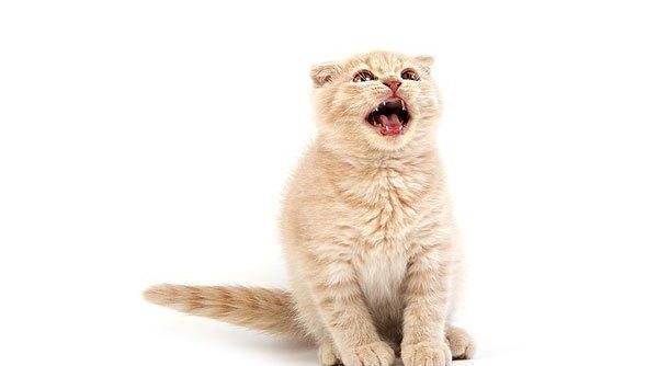 当猫咪发出这些声音,铲屎官们要注意啦!_叫声_发出的_语言