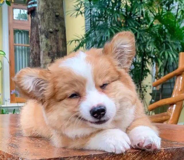 呆萌柯基犬傻笑吐舌头,表情超甜美,网友:我已被电晕!_狗狗_小柯_心情
