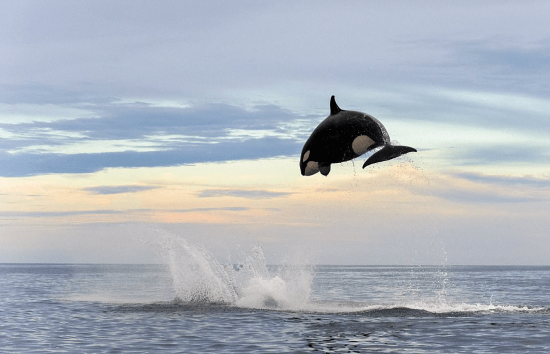 swann_鲸鱼_潜水员