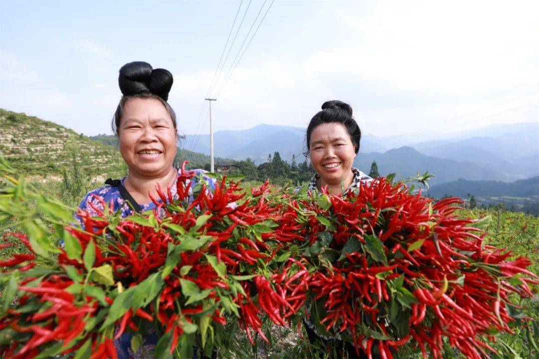 【头条】贵州剑河:朝天椒红火上市 产业振兴富农家_发展_种植_柳川镇