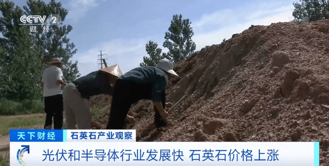又見狂熱的“木頭”！舊日田裏經常出現，現如今成“金白點”