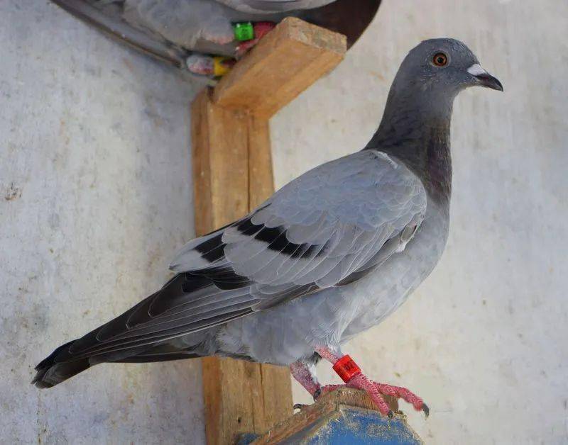 [图集]换羽期的鸽子_比赛_多多_成绩