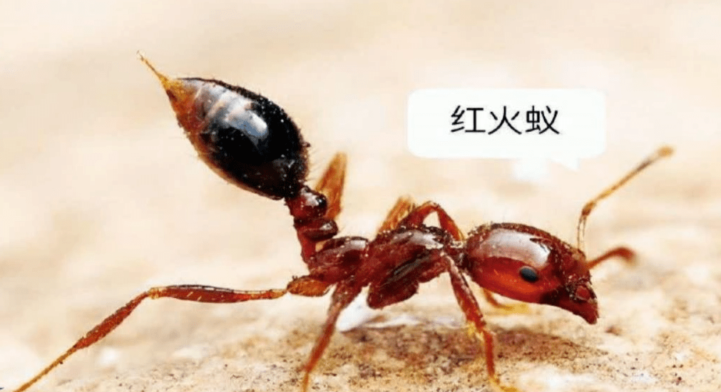 看到这种东西千万远离!_蚂蚁_街坊_进行了