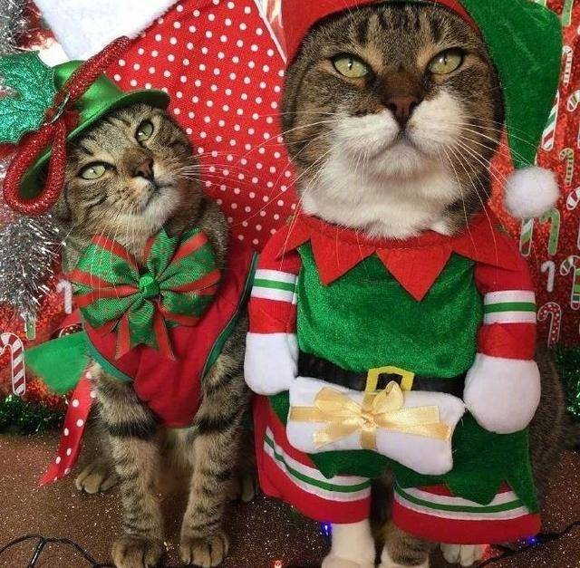 主人给猫戴上圣诞帽，还买了玩具庆祝圣诞，结果猫的表情