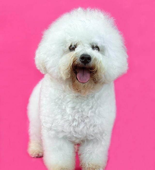 比熊犬的5大缺点,看完你还会想养吗?_美容_泪痕_眼睛