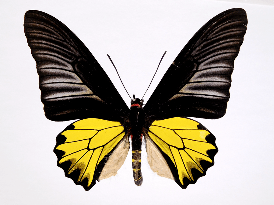 金裳凤蝶雄虫标本金裳凤蝶幼虫位置(红圈处)