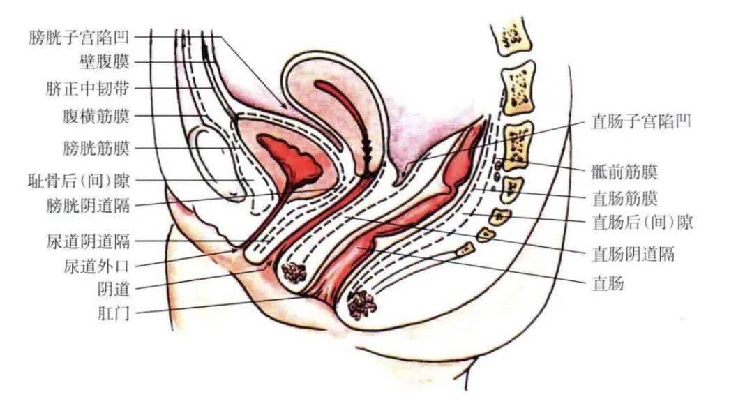 宝妈牢记盆底这几个知识点_运动_疾病_进行