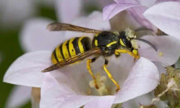 图片来源:wikipedia马蜂而马蜂的腹部两头尖,"蜂腰"特别细长,很容易