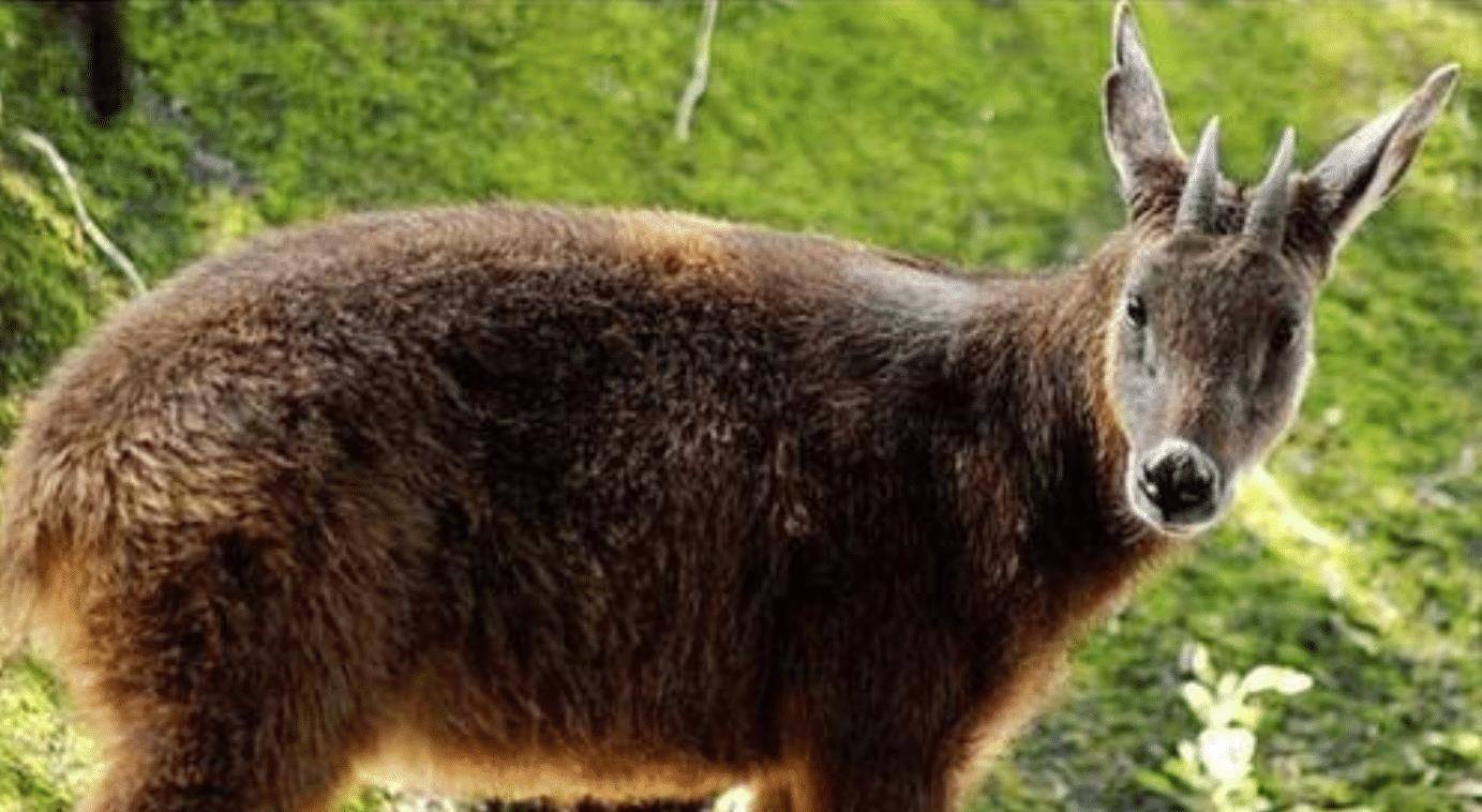 农村老汉偶遇"四不像", 牛面驴耳鹿角, 专家查看后立刻封锁村庄_动物