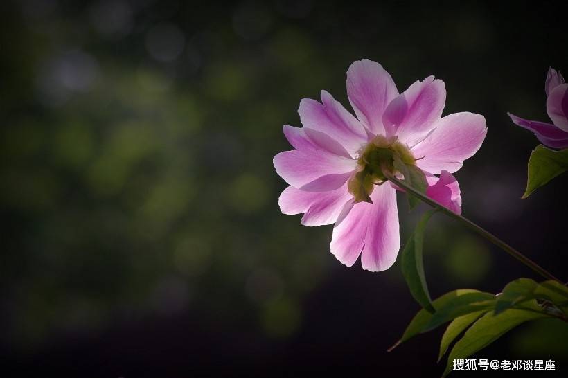 9月上旬開始,吉星高照,好運連連,升職加薪,富貴自來,白羊座命理之中