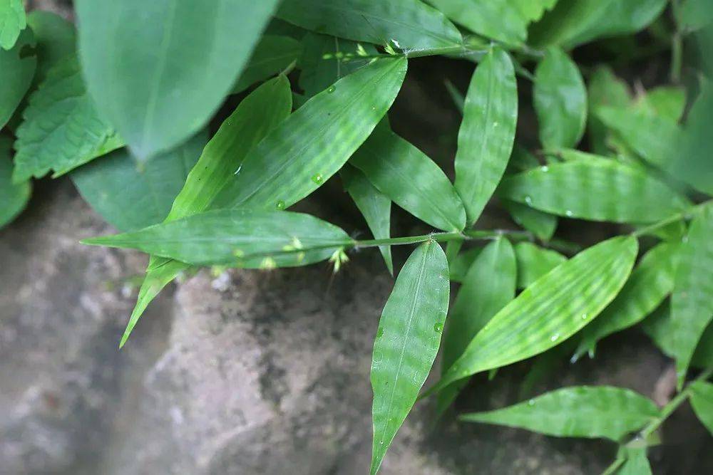 京城7月|上方山野花加新记_蔷薇_果期_豆目