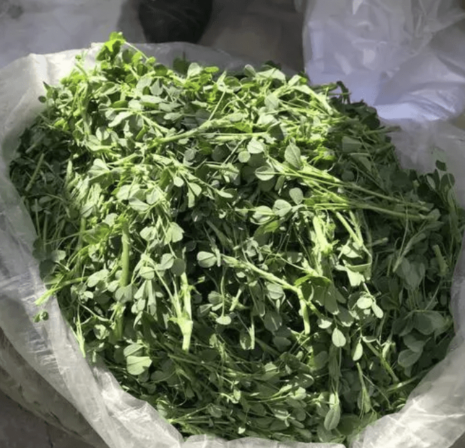 小時候經常去山上採挖一些野菜,將野菜的嫩葉和嫩芽處理一下就是一種